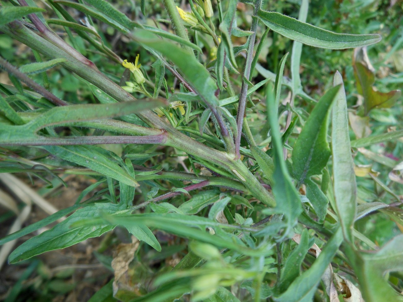 Sisymbrium orientale L. / Erba cornacchia orientale